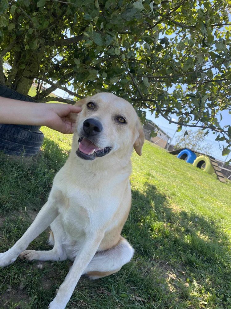 Cynia do adopcji