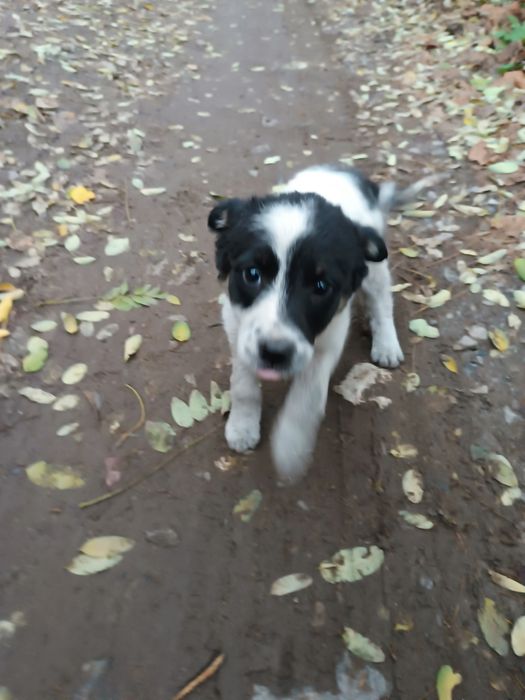 Цуценя шукає  господаря