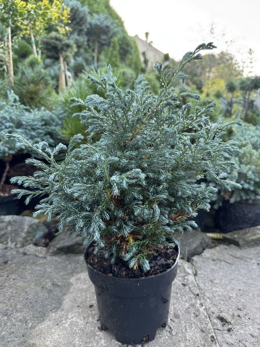 Хвойні рослини,туя,тис,ялівець,сосна,ялина.Догляд ,корекція,формування