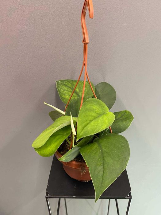 Scindapsus Jade Satin