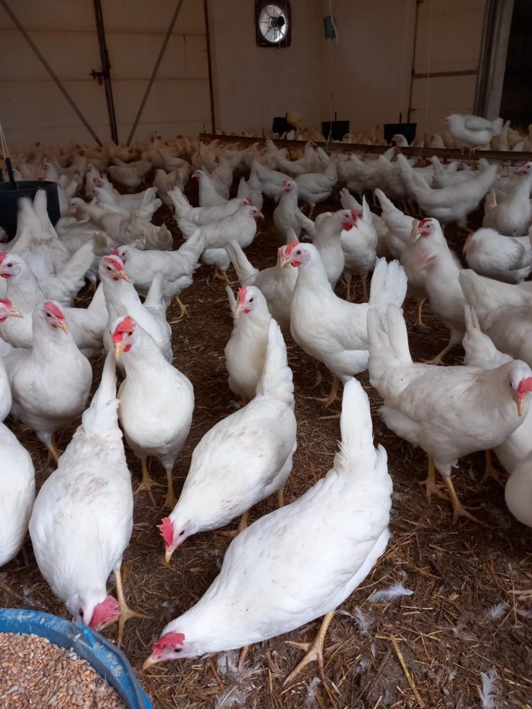 Kury Nioski Leghorn z jajkiem 23 tyg Wysyłka