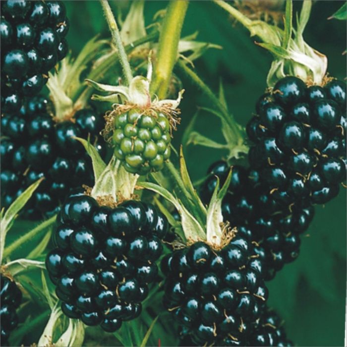 Jeżyna Bezkolcowa Sadzonki 2 LETNIE!Od producenta!Najlepsze Odmiany!