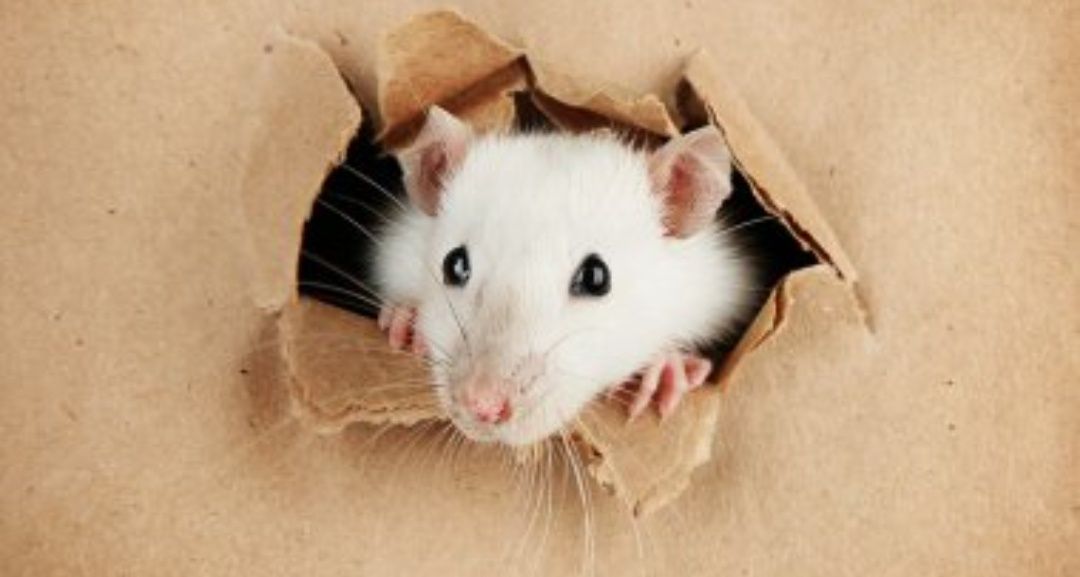 Rattus Norvegicus (Twister)