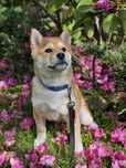 SHIBA INU - czerwona suczka FCI