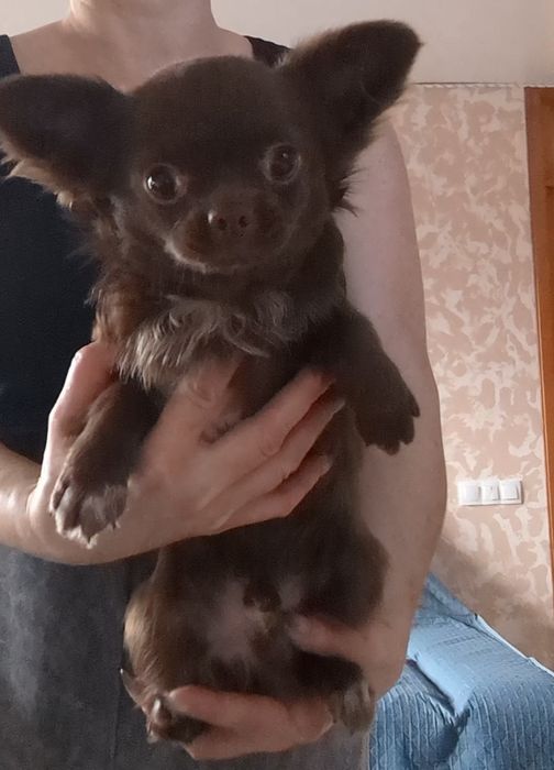 Гарнесенький хлопчик чихуахуа дш