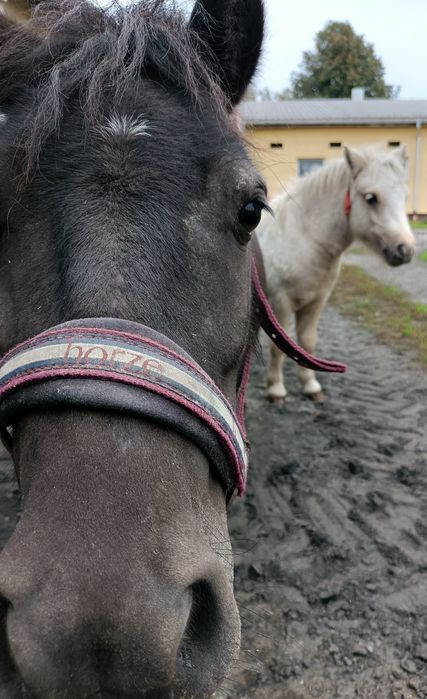 Konie ,kucyki,kucyk,kuc