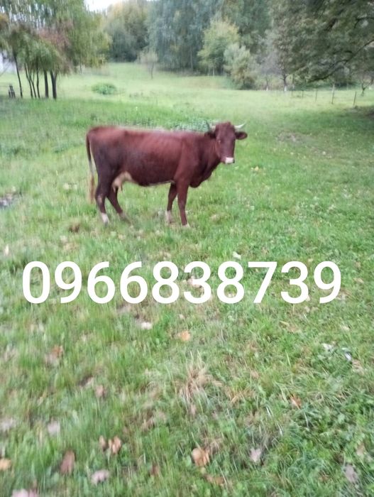 Продається добра корова