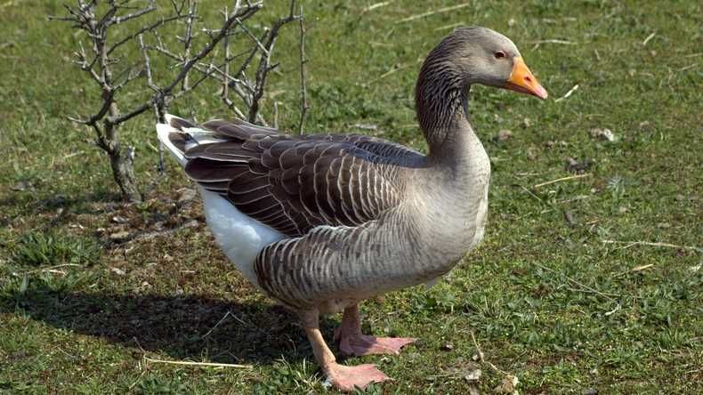 Landes, kubańska, regionalna gęś na wagę
