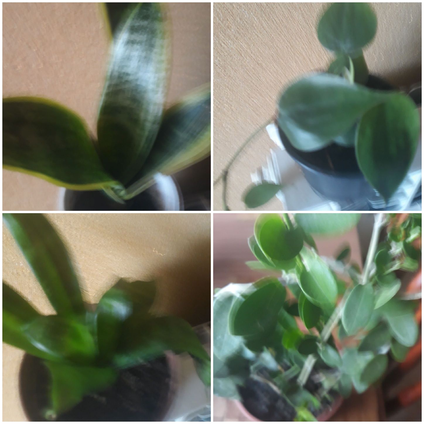 Kwiaty begonia, Sheperdi, begonia koralowa, paprotka