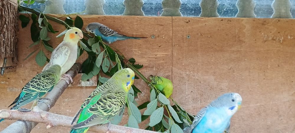 Papugi faliste młode różne kolory