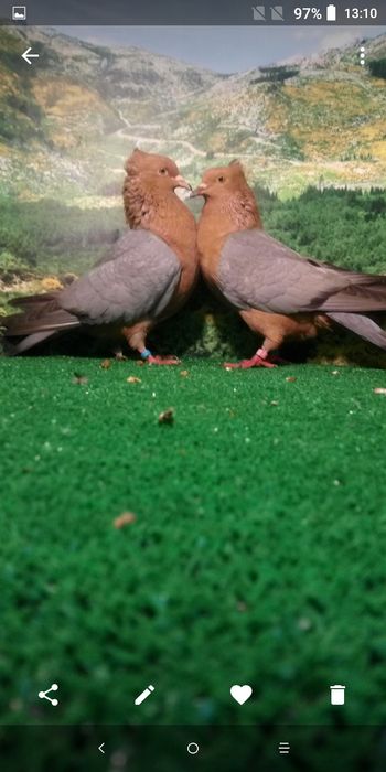 Pombos de várias raças.