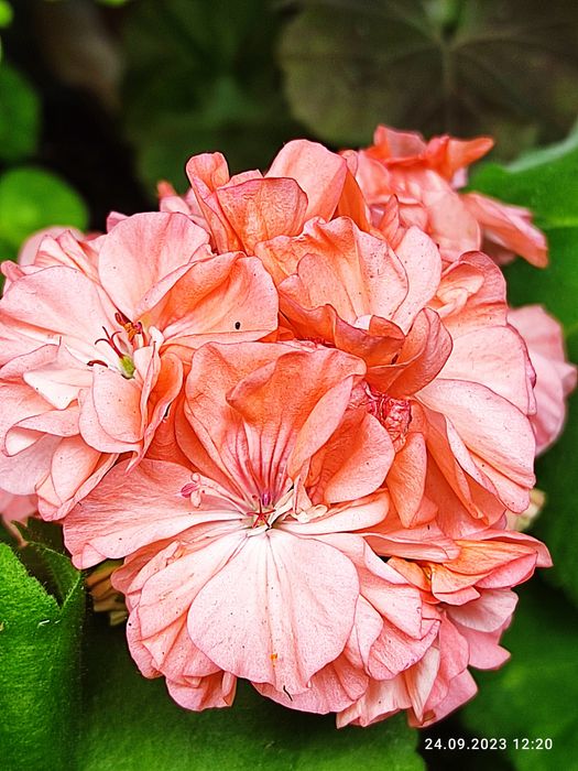 Продаю пеларгонію