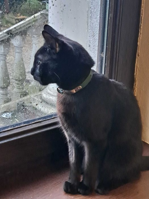 Hotel dla psów, kotów, królików, gryzoni i innych zwierząt