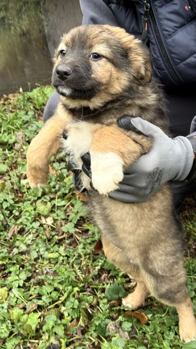 Красуні цуценята шукають дім