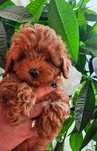 Piesek Maltipoo badania szkolenie rodowód