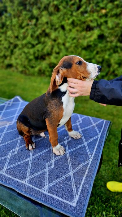 Suczka Gończy Serbski Trójkolorowy Posokowiec bawarski Gończy Polski
