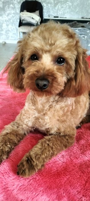 В'язка той пудель