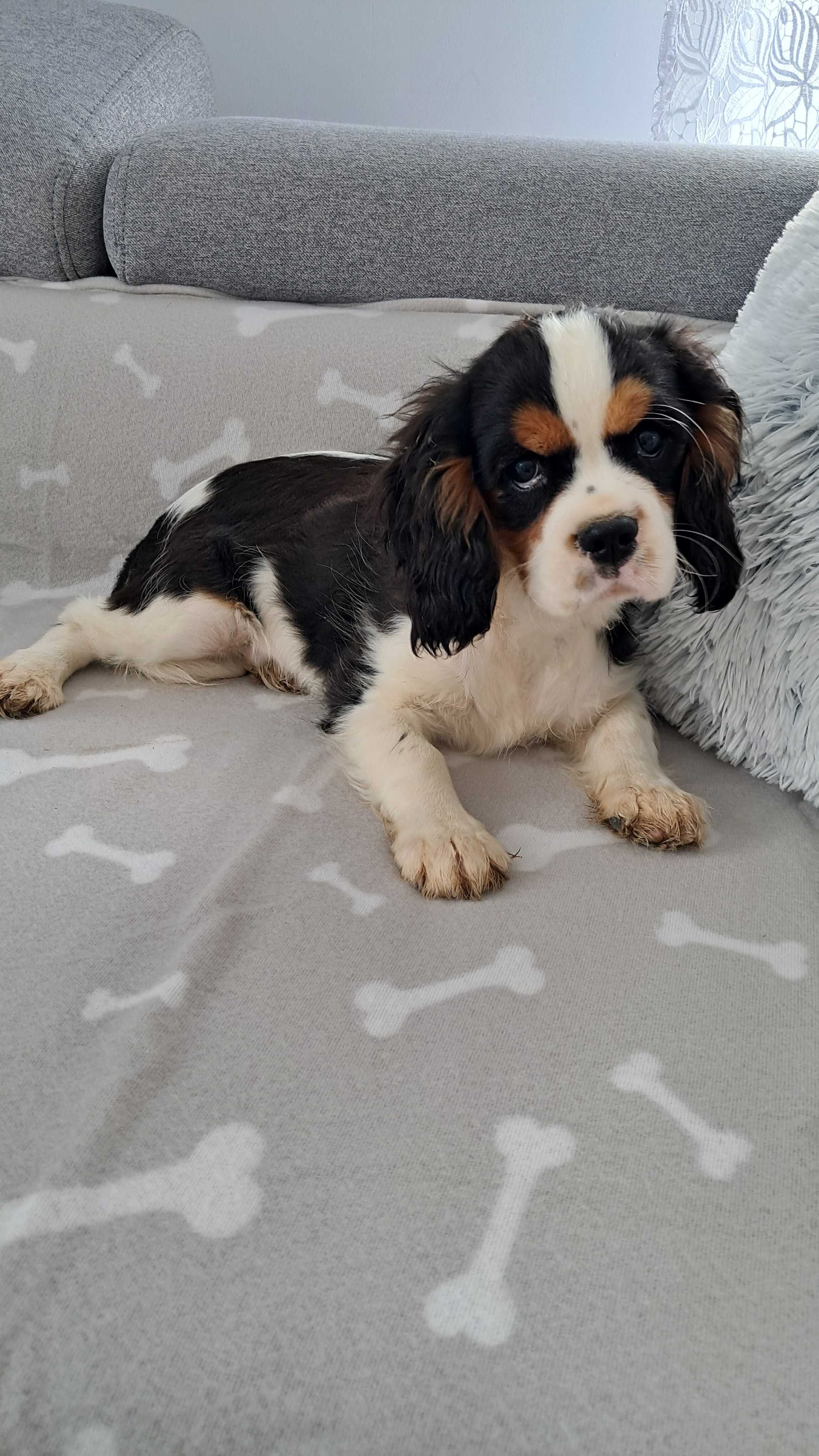 Sprzedam Cavalier king spaniel do odbioru chlopiec