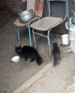 Котики чорний і сірий котик 8 місяців