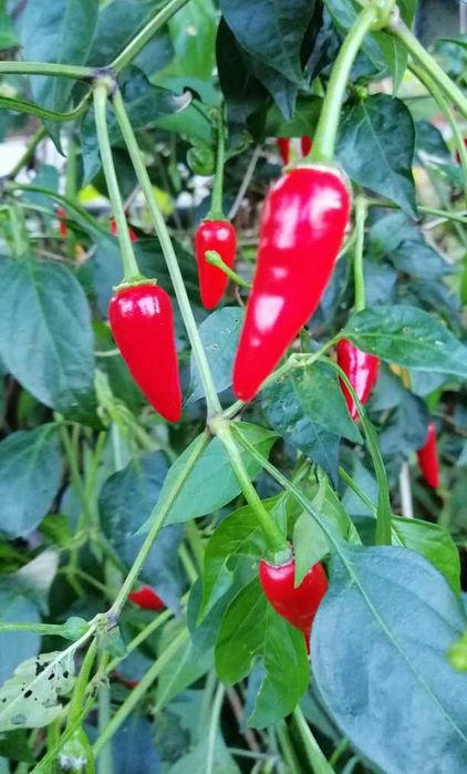 Pimenta malagueta (piri-piri)