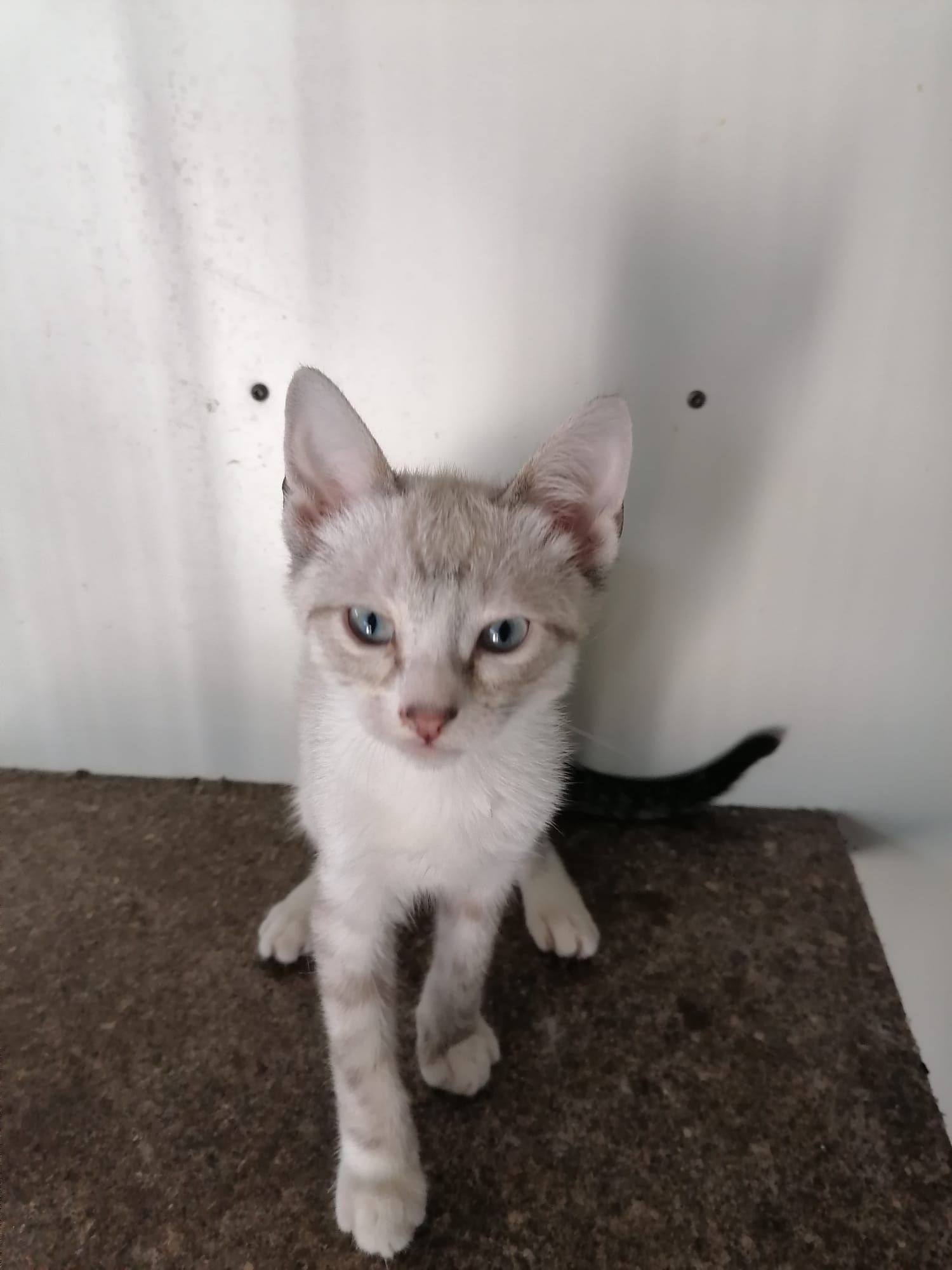 Gatinhos bebés estetilizados gratuitamente para adoção