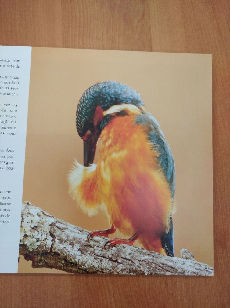 Livro "Guarda-rios... o raio azul" (2015)