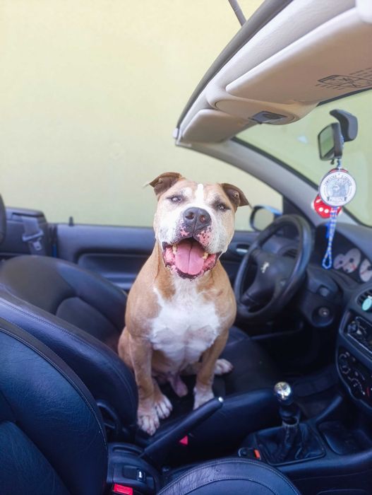 Oddam amstaff / pitbull