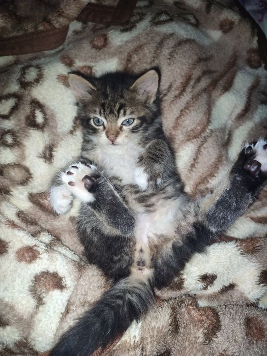 Віддаю кошеня у добрі руки!