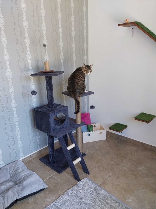 Pet Sitter - Hospedagem Familiar para Cães e Gatos