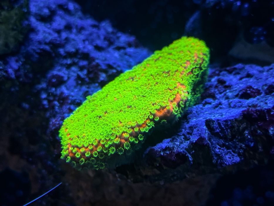 Montipora Gold Rush-Rarytas Akwarium morskie