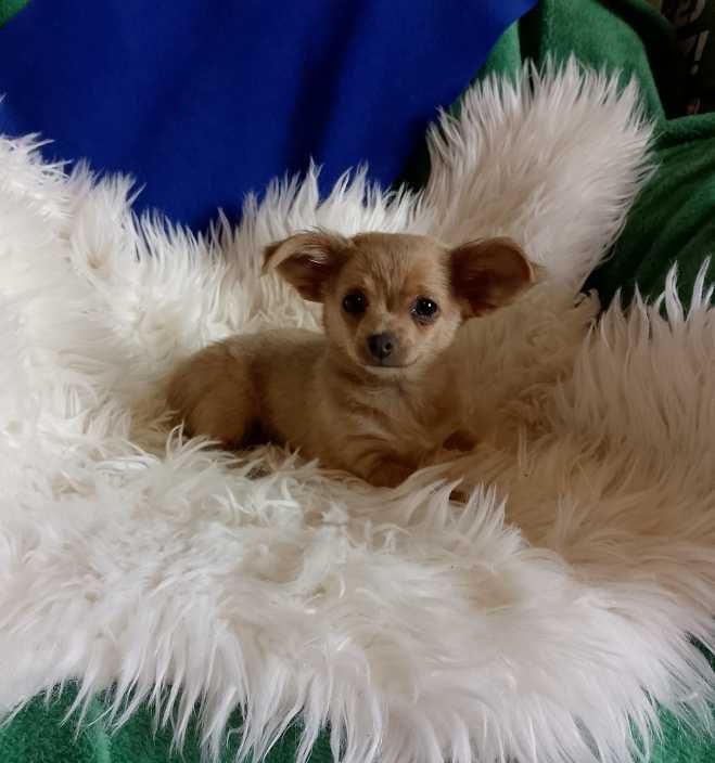 Chihuahua chłopiec długowłosy