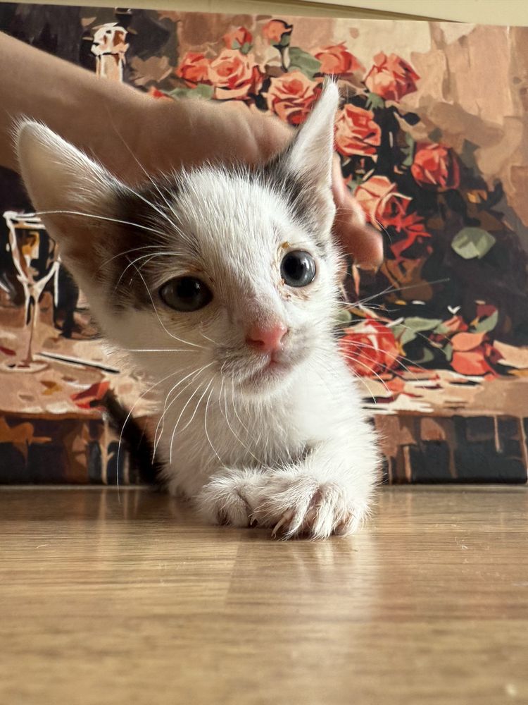 кошеня хлопчик (1 місяць)
