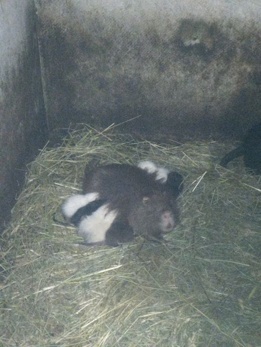 Продаж Нутрій, Молодняк Самці-Самки, Жива Вага І М'ясо!!!