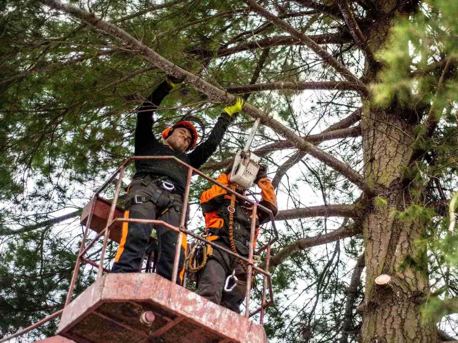 Спил деревьев, валка