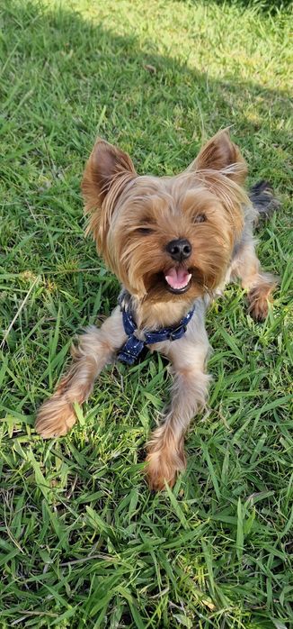 Procura-se namorada para cão Yorkshire Terrier! (acasalar)