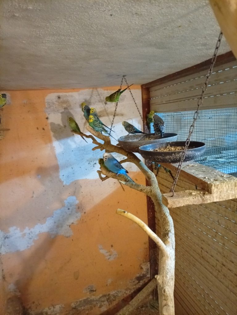 Aves piriquitos e agapórnis