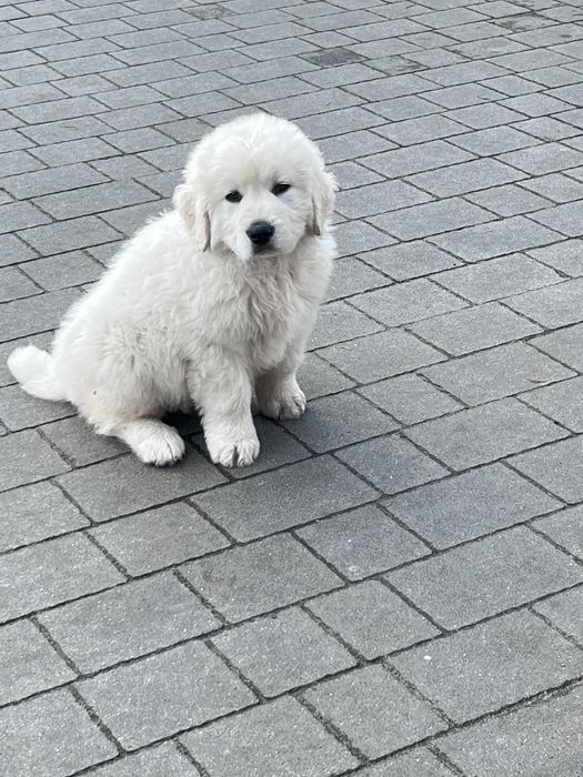 Oddam szczeniaka owczarka podhalana