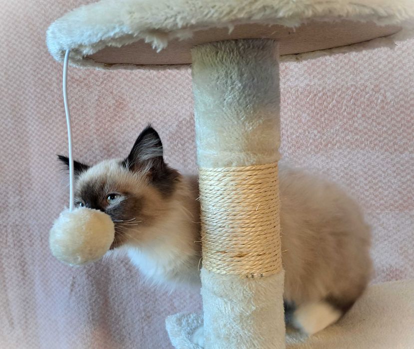 Kotka Neva Masquerade – czerwona obróżka, Oriana