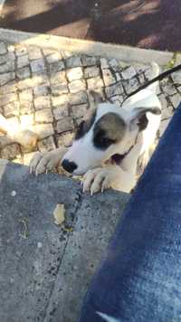 Cadela Bull terrier 2meses