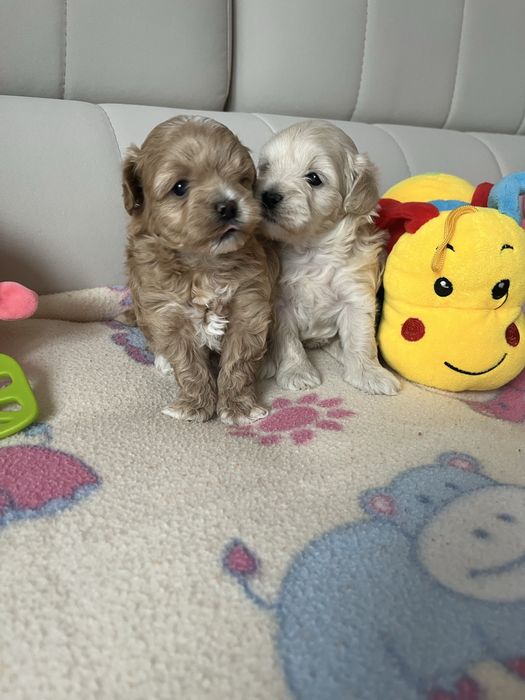 Maltipoo pudel toy&maltanczyk