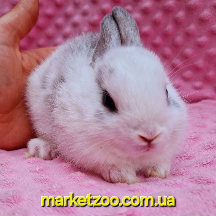Карликовий мини кролик нидерландский мальчик бельій пятнистьій