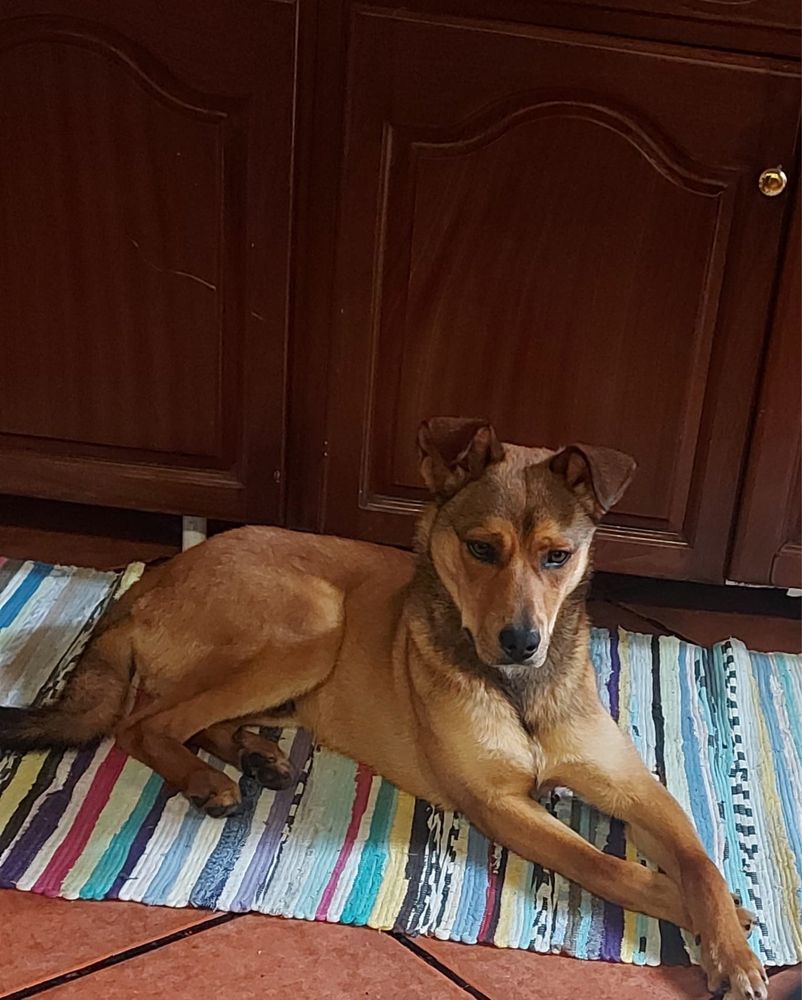 Zeus, patudinho com 10 meses para adoção responsável