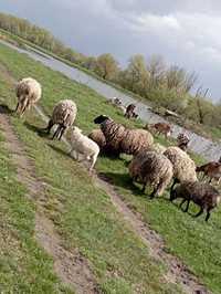 Продам вівці романівської породи та кози зааненської породи