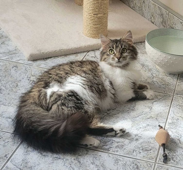 Molly - kotka syberyjska szuka domu, w którym jest już kot...
