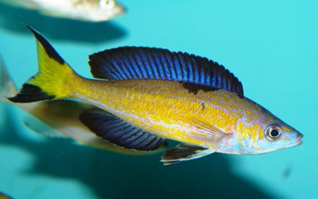 Cyprichromis microlepidotus Kasai