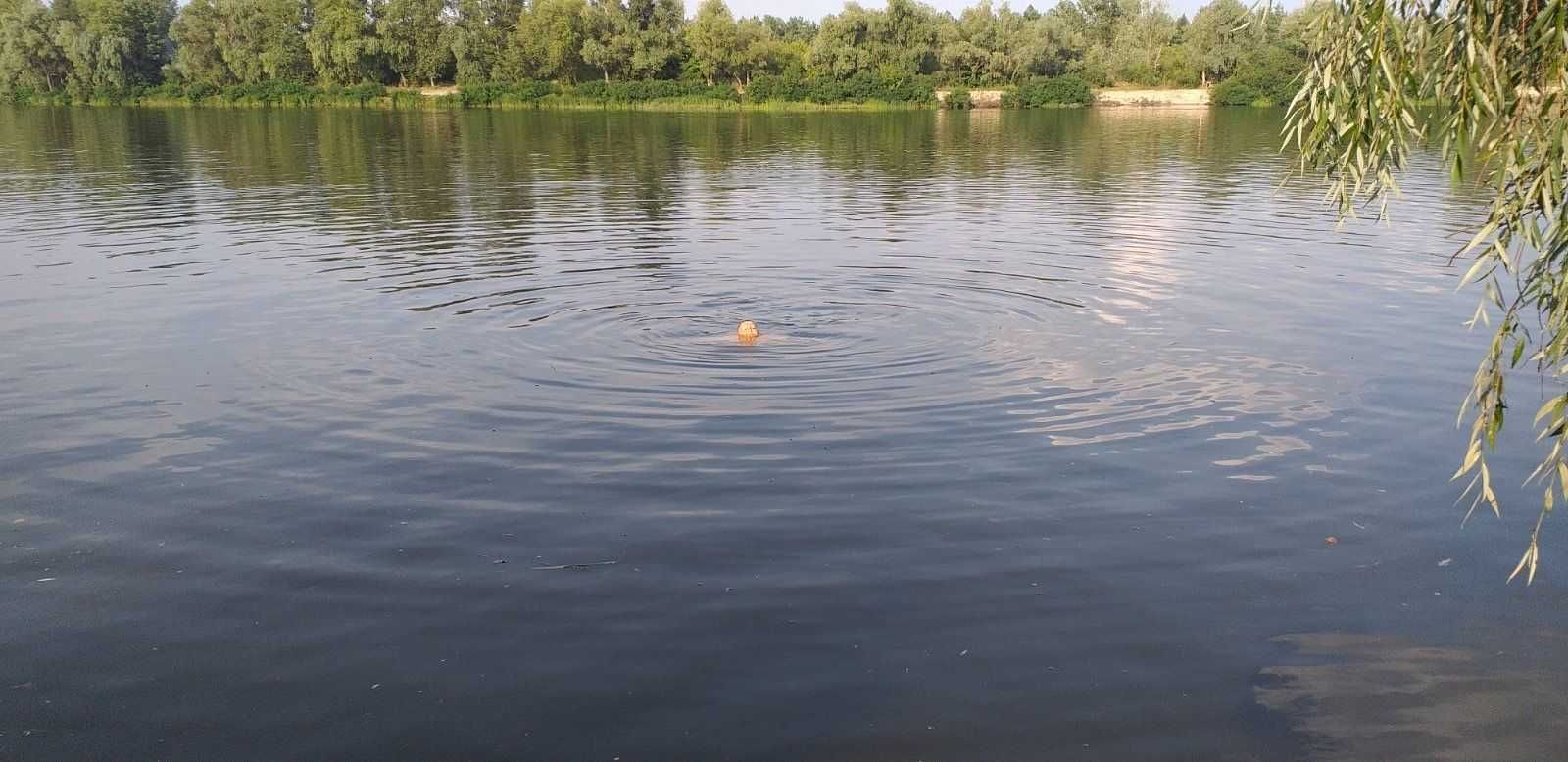 Біля води, Боденьки, 2 га, для садівництва