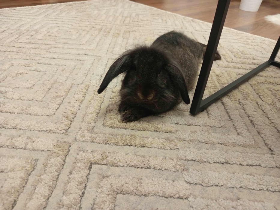 Oddam królika rasy Mini Lop