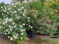 Piękne Duże Kwiaty Ogrodowe, Oleander, Różowy i Biały, 300 cm, 3  szt.