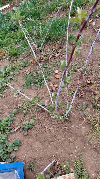 Продам малину Кумберленд