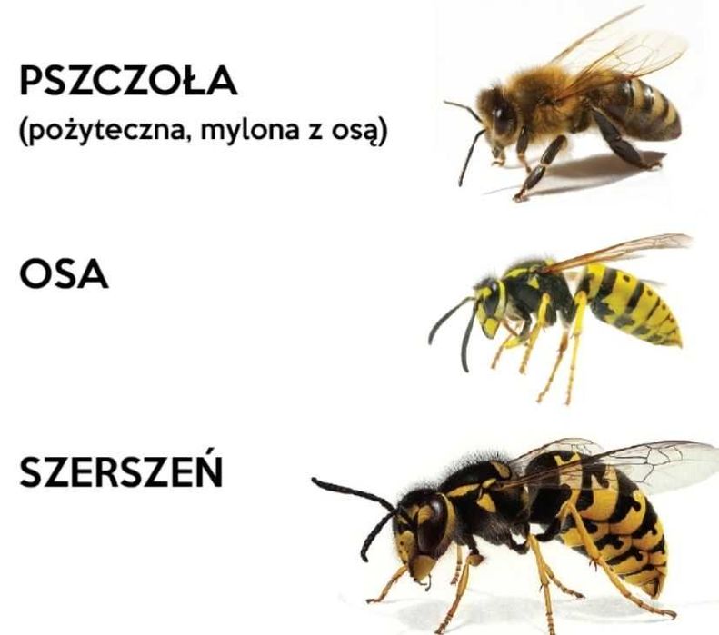 Usuwanie gniazd os, szerszeni / Puławy,Lublin,Dęblin, Kazimierz Dln.